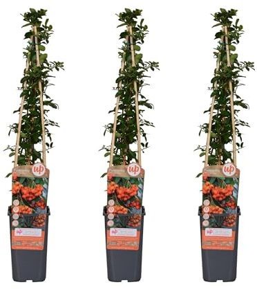 Feuerdorn Pyracantha 'Orange Glow' – Kletterstrauch – Ø15cm – ↨65cm – 3 Pflanzen – Frosthart, immergrün, leuchtend orange Beeren