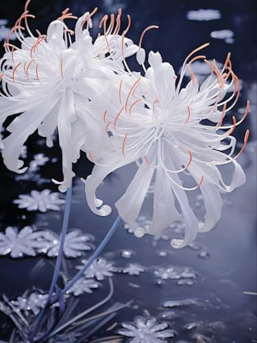 Raro Lycoris bulbi,piante erbacee Resistenti perenni,adatti per la semina immediata,Lycoris pianta vera(non artificiali)-2 bulbs-I