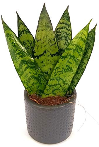 POWERS TO FLOWERS - SANSEVERIA ZEYLANICA MINI IN VASO CERAMICA NERO, pianta vera