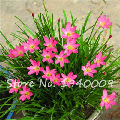 Ponak New 100 pcs Zephyranthes Candida GRAINES lys de fleurs pour le jardinage rose