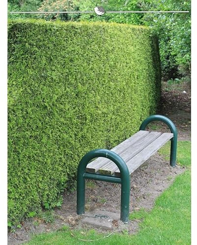 Lebensbaum Brabant 60-80 cm. 3 Thuja Koniferen. Hecke: Immergrün & Winterhart