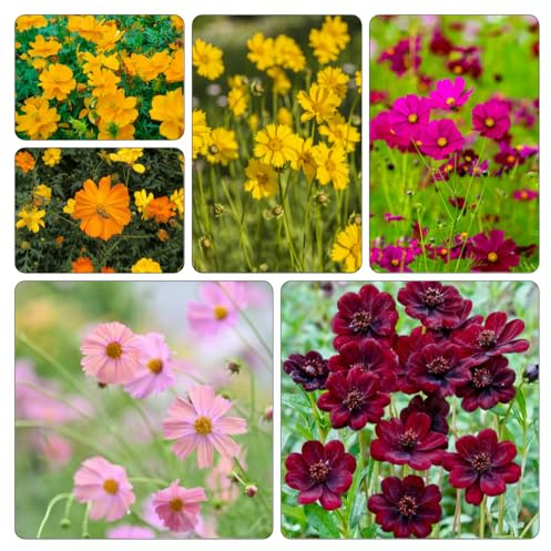 cosmos decorativas semillas de silvestres interior exóticas silvestres balcón jardín Balcón decoración 900pcs
