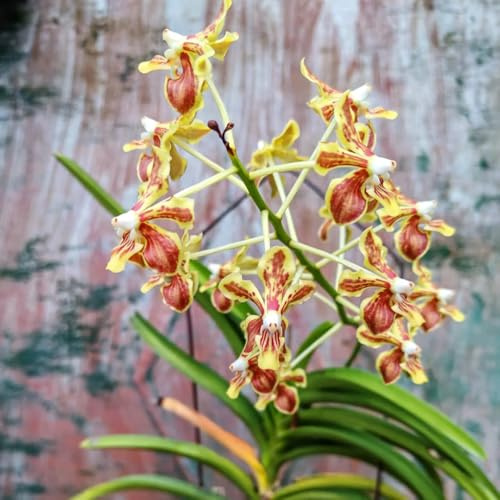 Orchidea Vanda, decorazione organica per balcone per l' di semi di giardino interno decorativo Arredamento del soggiorno 225semi