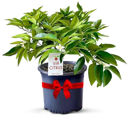 Red Lime Live Fruit Trees 13- 22 Tall Easy Indoor Plants Live Houseplants, No Shipping to CA, AZ,TX,LA - Outdoor Fruit Plants, Easy House Plant, Houseplant for Patio & Outdoor Planting by Via Citrus