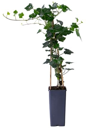 mgc24 Kletterpflanze Hedera hibernica Irischer Efeu Rankpflanze im 2l-Container 5 Pflanzen