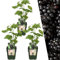 Plants by Frank | 3 Brombeeren Pflanzen | 100% Bio Obstpflanzen | Brombeeren | Gartenpflanzen | Winterharte Pflanzen Garten | Gartenpflanzen Winterhart