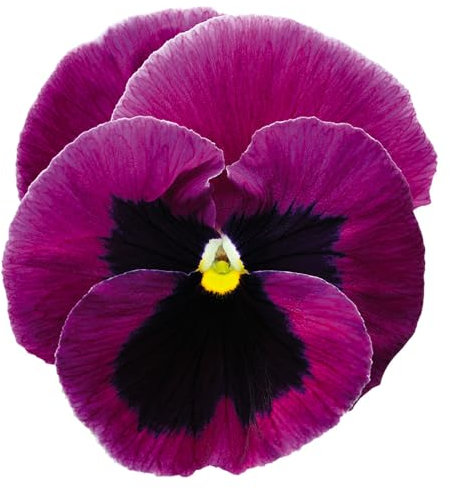 PREMIER SEEDS DIRECT - Pansy - Inspire Plus Pink Shades (Pansy - Inspire Plus Pink Shades, 25 Seeds)