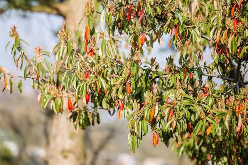 Photinia davidiana 80-100 cm - Glanzmispel, immergrün, rote Beeren im Herbst, ideal als Heckenpflanze, pflegeleicht und winterhart