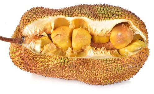 5 piezas semillas de yaca - jardín yaca, semillas de, perennes resistentes balcón resistentes techos verdes