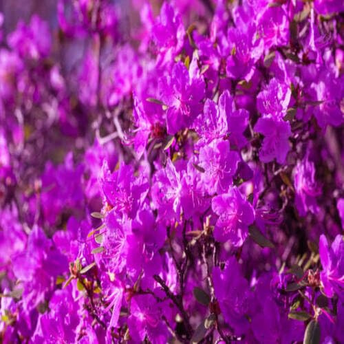 100 semi di azalea viola