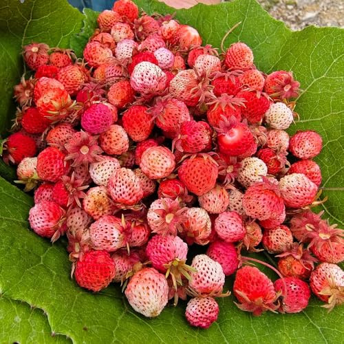 semillas de fresa silvestre, jardín, resistente, decorativas, 200pcs