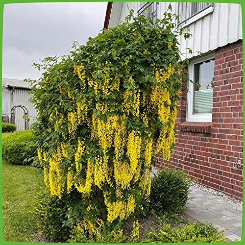 GARTEN SCHLÜTER® Goldregen 'Vossii' - Gelbstrauch - 60-100 cm | Laburnum watereri