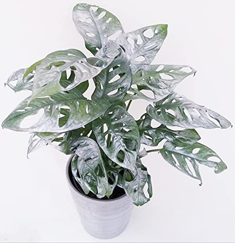 POWERS TO FLOWERS - MONSTERA OBLIQUA MONKEY COLOR LIFE ARGENTO IN VASO CERAMICA ARGENTATO, PHYLODENDRON, pianta vera
