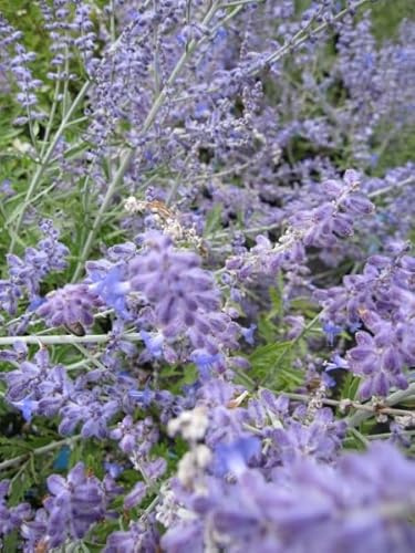 Blauraute Lacey Blue - Perovskia atriplicifolia - Russischer Salbei - 30-40