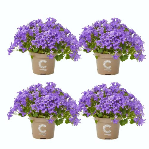 Flores Naturales - Campanula - Pack Cuatro Plantas - Flores Azules