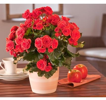 Flor Natural Begonia Elatior Hiemalis - Planta Viva - Mix Color - Planta Natural