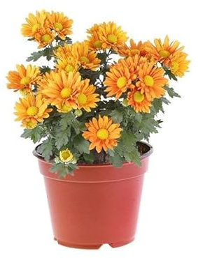 Flor de Chrysanthemum - DECOALIVE - Planta Natural - Fácil de Cuidar