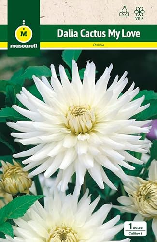 Mascarell Semillas, DALIA CACTUS MY LOVE, Semillas Bulbosas, Bulbos de Flores Primavera Fácil de Cultivar, Bolsa 1 Bulbo