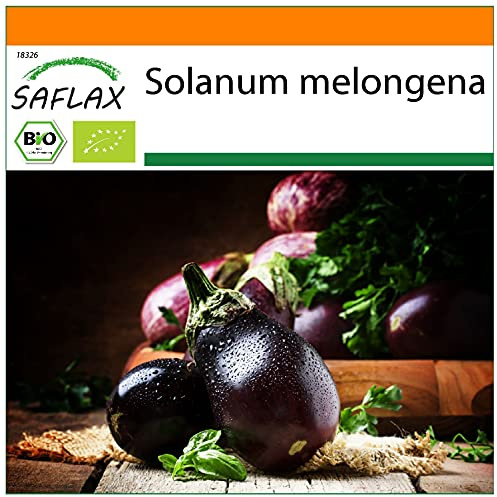 SAFLAX - - BIO - Melanzana - Black Beauty - 25 semi - Solanum melongena