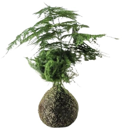 Kokedama Esparraguera Plumosa Bola de Musgo Vivo DECOALIVE Planta Natural de Interior