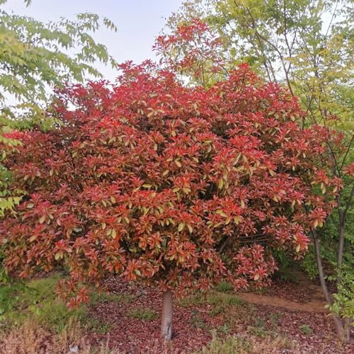 semi Photinia red robin - di autunno, decorazione giardino estate 100pcs