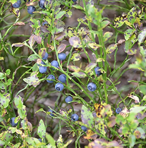 Wilde Heidelbeere 10-15cm - Vaccinium myrtillus - lebende Gartenpflanze aus den Baumschulen