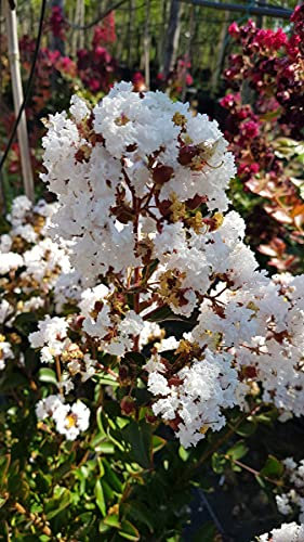 Lagerstroemia indica 'Alba' / Lilas des Indes à fleurs blanches/Conteneur de 3 à 4 litres
