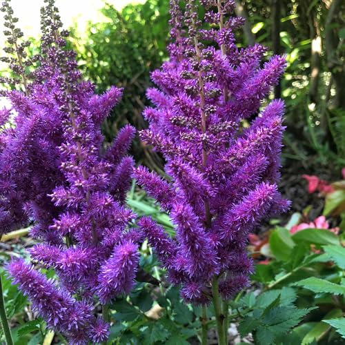 astilbe decorativi selvatici da giardino tagliati di autunno resistenti perenni resistenti semi primavera Astilbe - semi esotici 125pcs