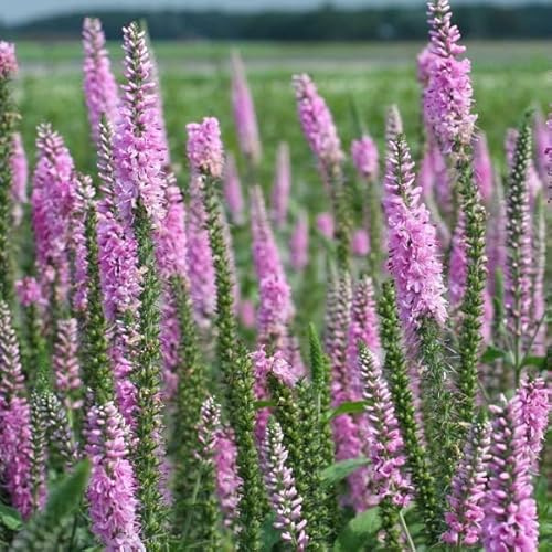 6x Ehrenpreis 'Pink Damask' - Veronica 'Pink Damask' - Topf 9x9cm - Sommerblühende Staude