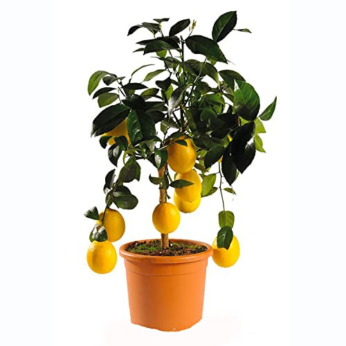 Planta de limón SAVINI VIVAI, árbol de cítricos Limón Meyer en maceta de 20 cm altura 70 cm 2-3 años de injerto, fabricado en Italia