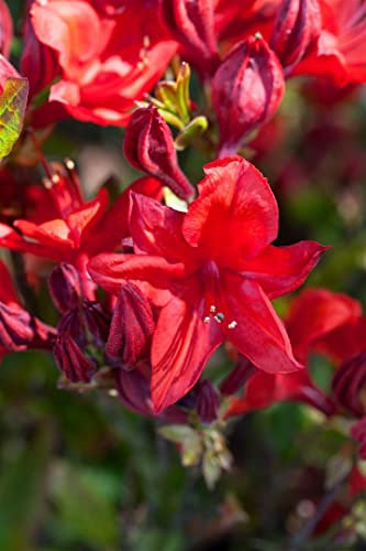 Rhododendron luteum 'Royal Command' 60 cm Stammhöhe – Winterhart, Mehrjährig – Azalee – Zierstrauch für Garten & Kübel