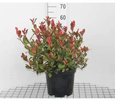Photinia fras. 'Camilvy' - Photinia De Fraser 'Camilvy' 40-60 cm en pot