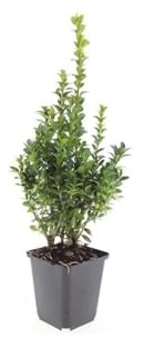 Buxus Sempervirens Heckenpflanzen – 24 Pflanzen – Immergrüner Buchsbaum – 10–25cm Höhe – Ø9cm – Ideal für Hecken Formschnitt Kugeln & Gartenstruktur