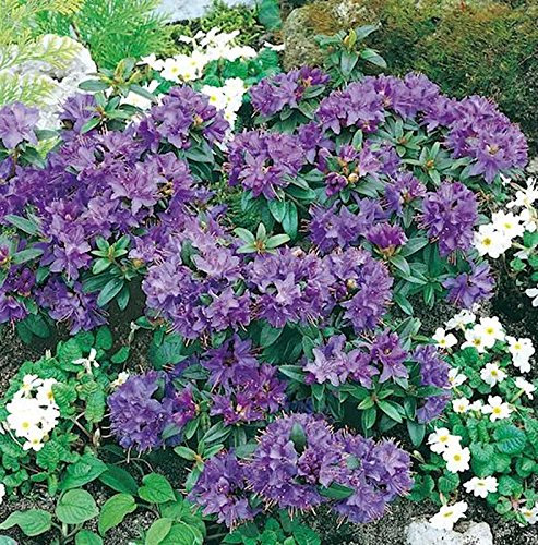 Zwerg Rhododendron Gristede 15-20cm - Rhododendron impeditum - Zwerg Alpenrose - lebende Gartenpflanze aus den Baumschulen