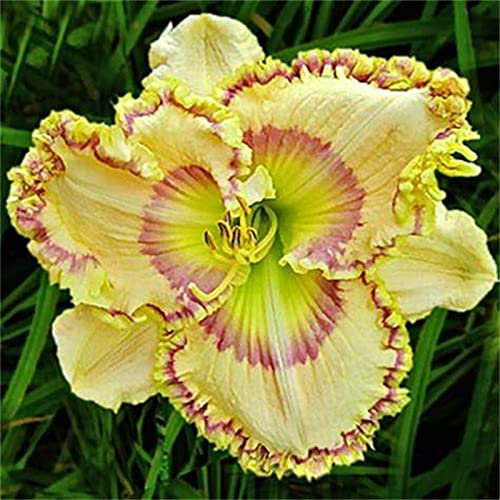 Taglilien Zwiebeln, Alasines Blumenzwiebel Mix, Exotisch, Hausgarten, Mysteriöse magische Glühbirne, Pflanzen, Mehrjährige ist winterhart, Seltene Pflanze, 8zwiebeln-F