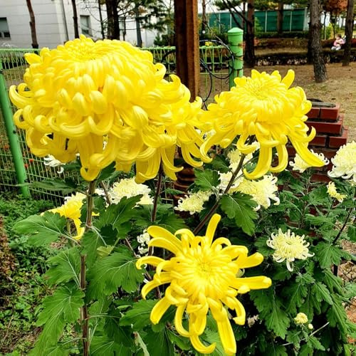 Semi resistenti di crisantemo - giardino roccioso campo perenni regali 80pcs