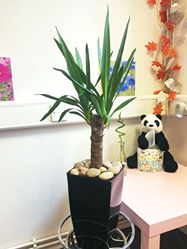 1 Evergreen Spineless Yucca House Plant in alto Milano Pot - Nero lucido