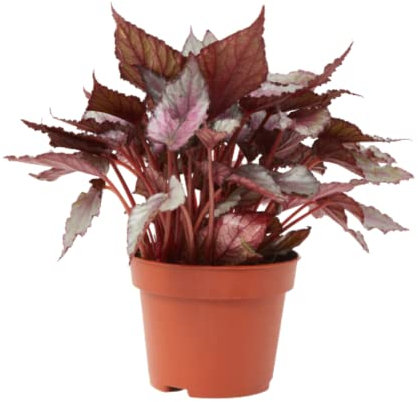 Verdecora Begonia Rex | Planta de los mil colores | Planta natural de interior en maceta de Ø13cm (Tonos Rosas) (altura total aproximada 20-25cm)