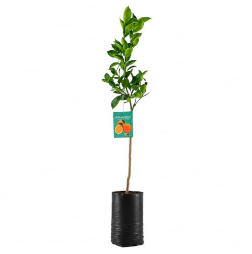 Pianta di Arancio Ovale Calabrese - Citrus sinensis - H100cm inclusa Fitocella