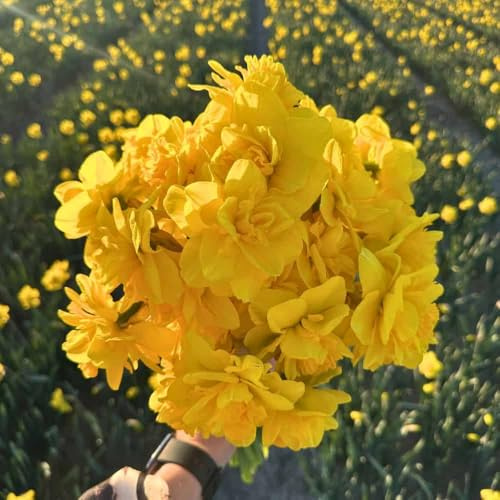 Bulbos de narciso Rio - 30 bulbos de flor - tamaño del bulbo 12/14 - amarillo, flor doble, flor grande, floración primaveral, resistente al invierno - directo del cultivador - Flowerbulbs Amsterdam