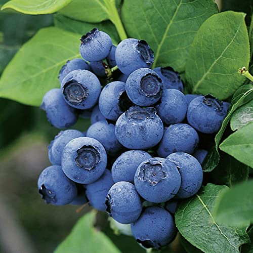 Heidelbeere 'Northblue'