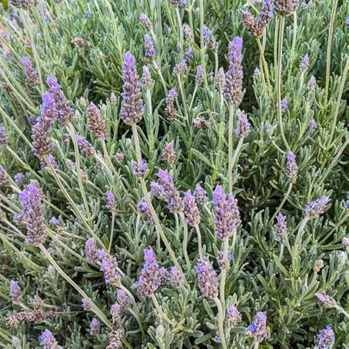 Planta de Lavanda - DECOALIVE - Planta Natural - Planta para Cocinar - Colección Plantas Aromáticas