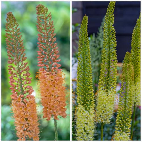 Vela estepa colección perenne (3 plantas), plantas grandes Eremurus resistentes al invierno, mezcla de 3 variedades/colores, híbridos perennes plantas de Holanda para jardín y parterres (sin semillas)