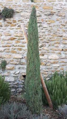 Cupressus sempervirens 'Stricta' / Cyprès d'Italie/Conteneur de 3 à 4 litres