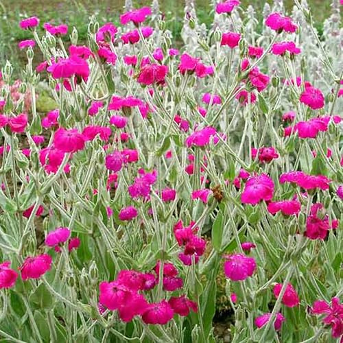 KRONEN - VEXIERNELKE - LICHTNELKE - LYCHNIS CORONARIA 20+ SAMEN Z 211