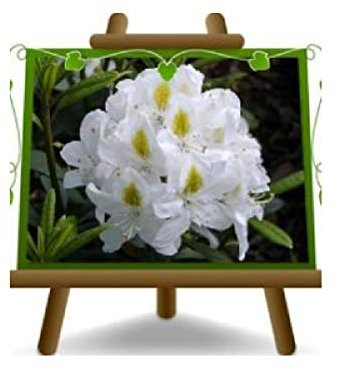 EURO PLANTS VIVAI Rhododendron Blanc Madame Masson Ornemental - sur Vase de 22 cm - Couronne - 45-55cm