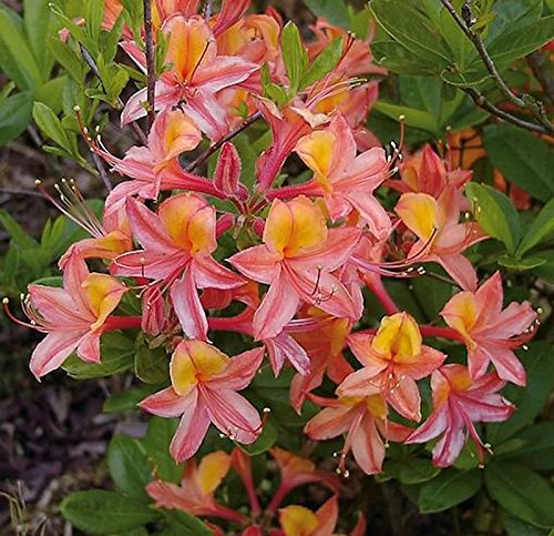 Azalee Josephine Klinger 30-40cm - Rhododendron luteum - Alpenrose - lebende Gartenpflanze aus den Baumschulen