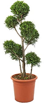 KENTIS - Cupressocyparis Leylandii 'Castlewellan Gold' con Decorazione Vaso in Juta - Cipresso Pompon Piante Vere da Esterno - H 90/110 cm Vaso Ø 24 cm