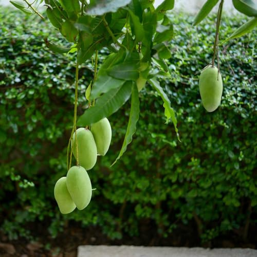 Comprar un de mangos de rápido crecimiento mango jardín resistentes Cultivo verdes, interior, lecho elevado Comprar 8semillas