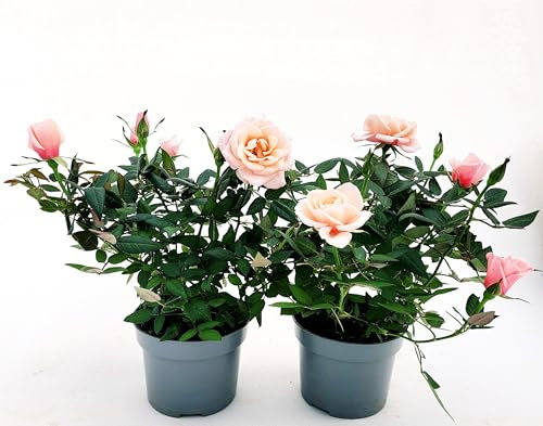 POWERS TO FLOWERS - ROSA DA GIARDINO PROFUMATA, RAMPICANTE e RIFIORENTE, COLOR ROSA TENUE, 2 PIANTE, Piante Vere